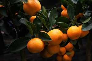 Ceder - Orange