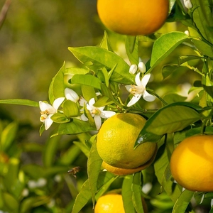 Zitronenpflanze