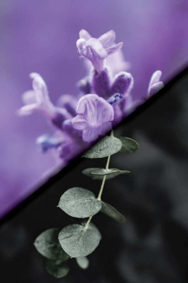 Lavender & Eucalyptus