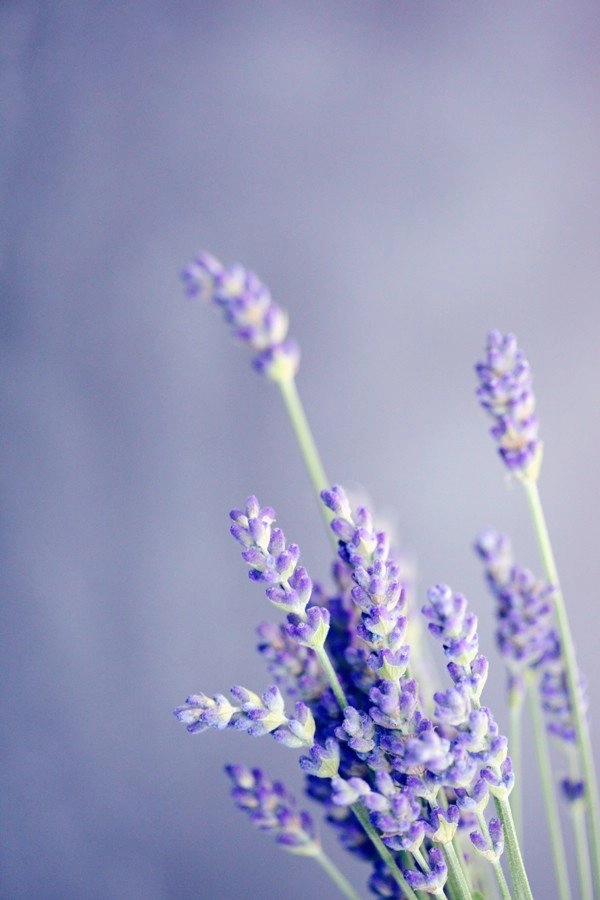 Lavender & Peppermint