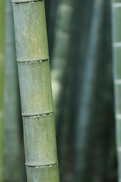 Bamboo scent oil