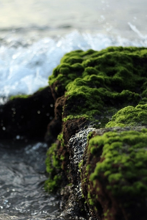 Algues en seawater scent oil