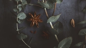 Anise & Eucalyptus