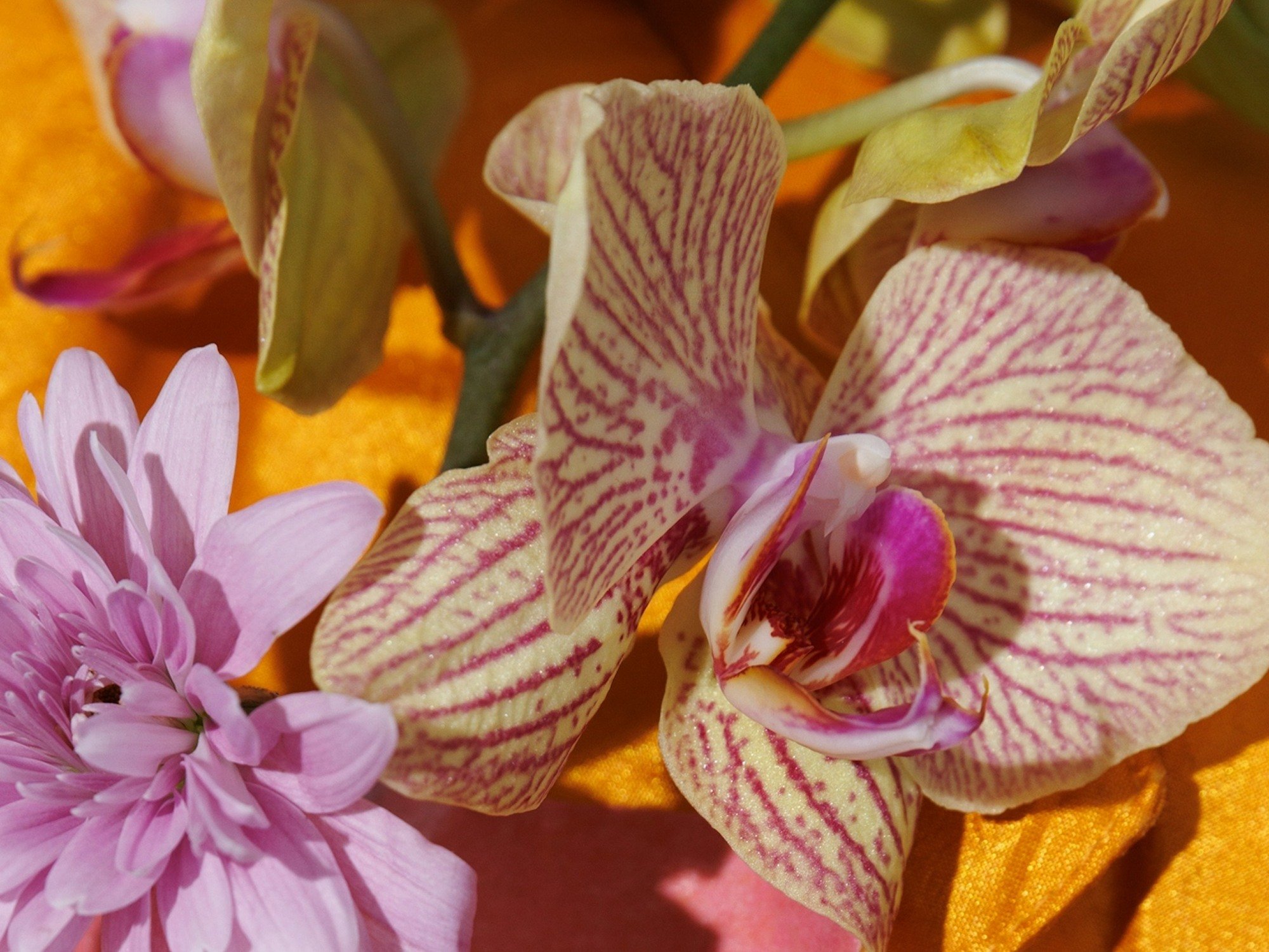 floral-scent-flowers-restaurant-ambiance