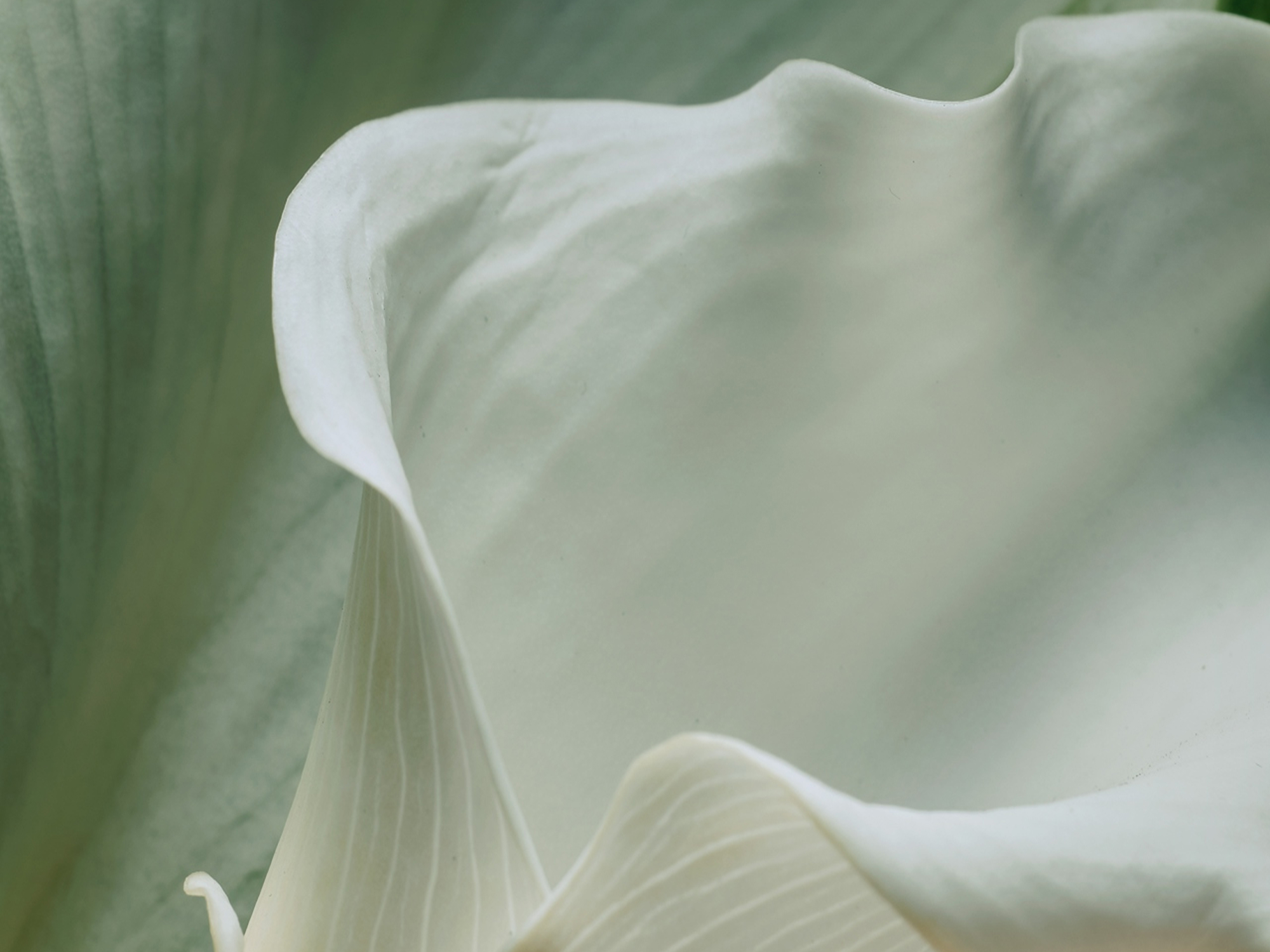 Abstract white texture evoking a fresh and light scent experience