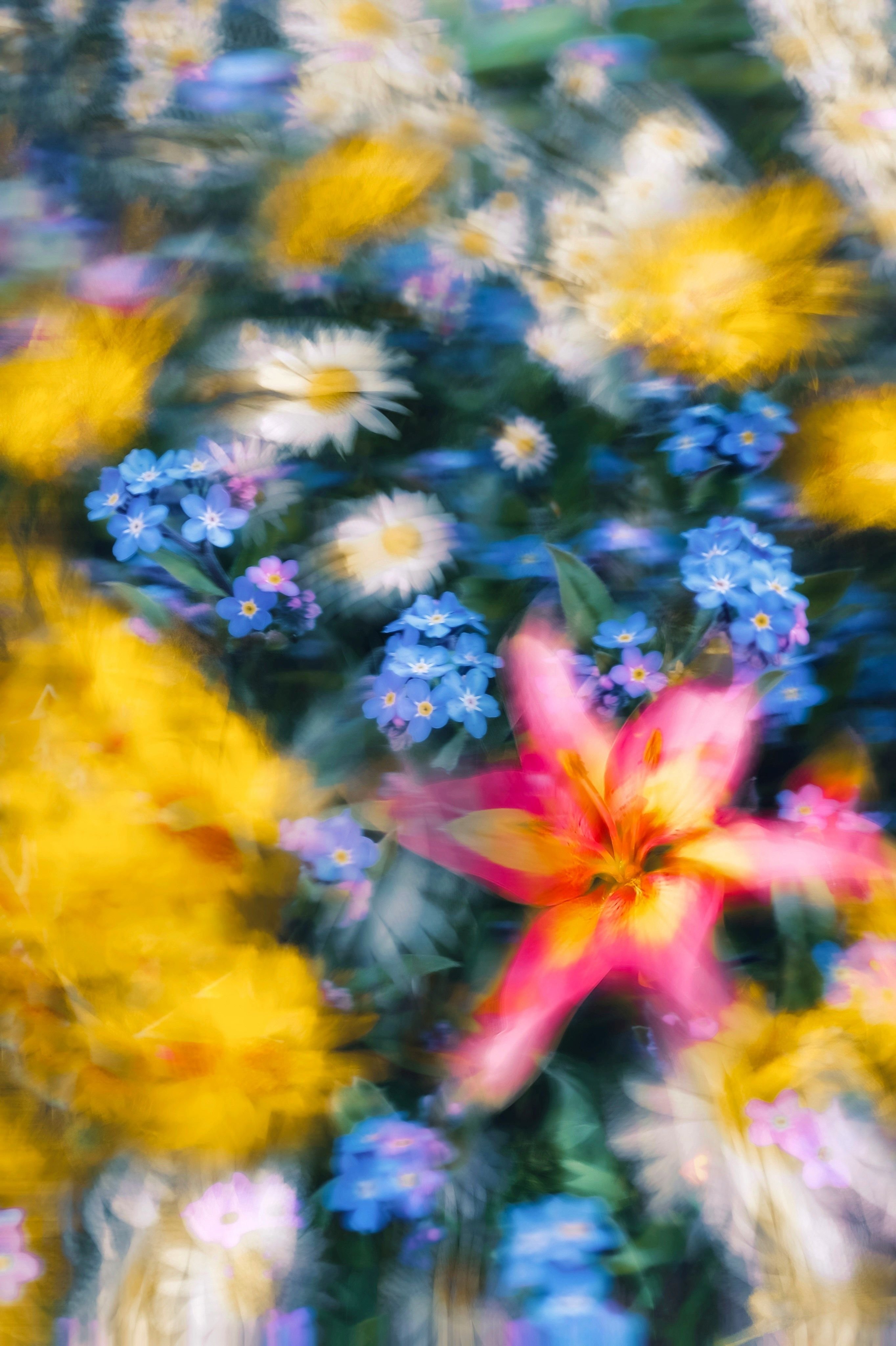 flowers-colourful-happy