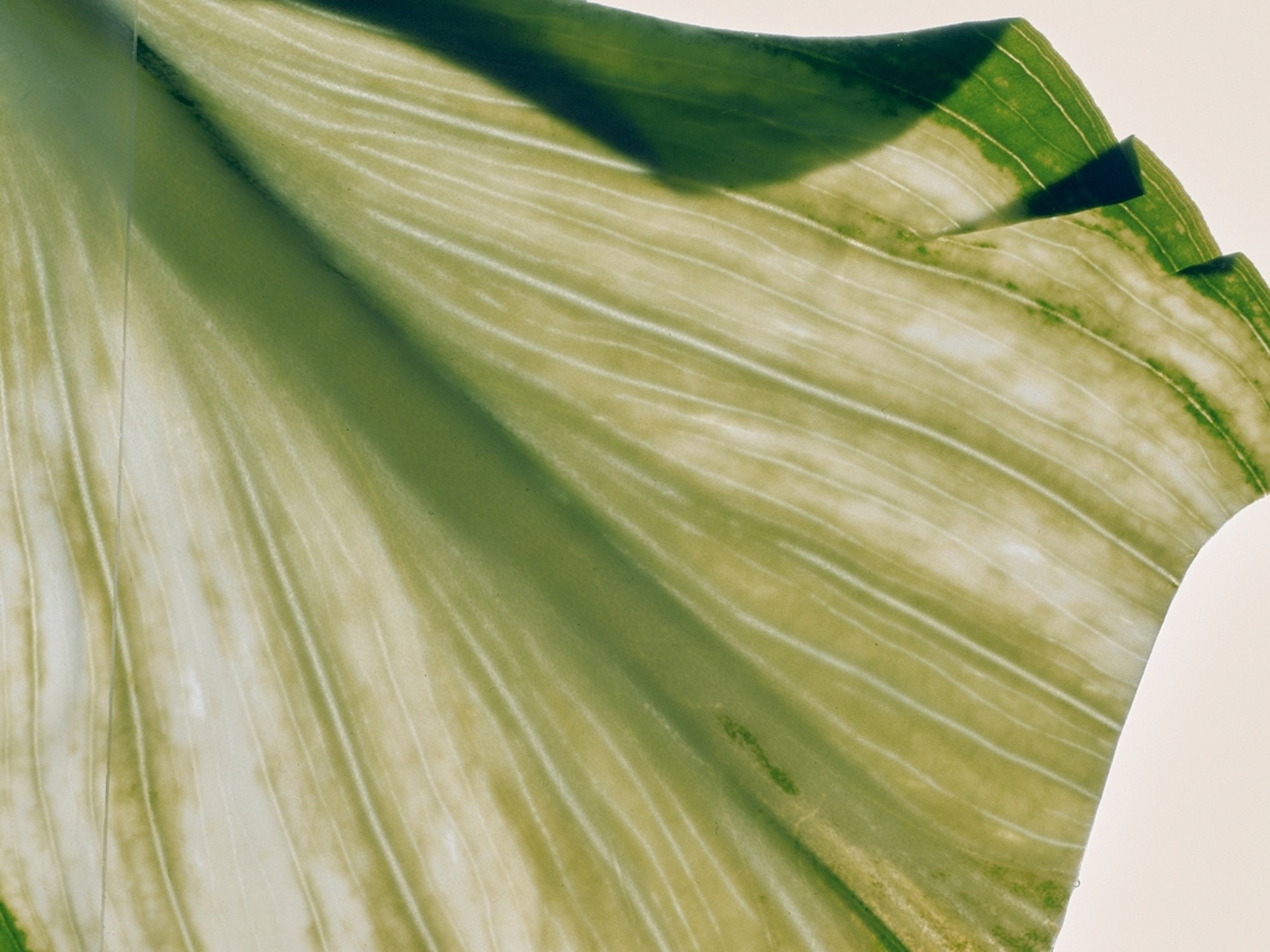 Des parfums frais pour un environnement frais