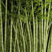 Bamboo