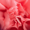 Olabloom