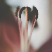 Pink Pepper Amberwood