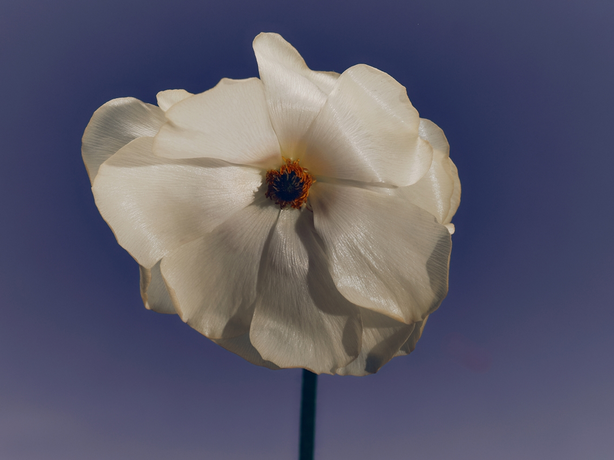 Calming flower under clear sky with soothing scent.