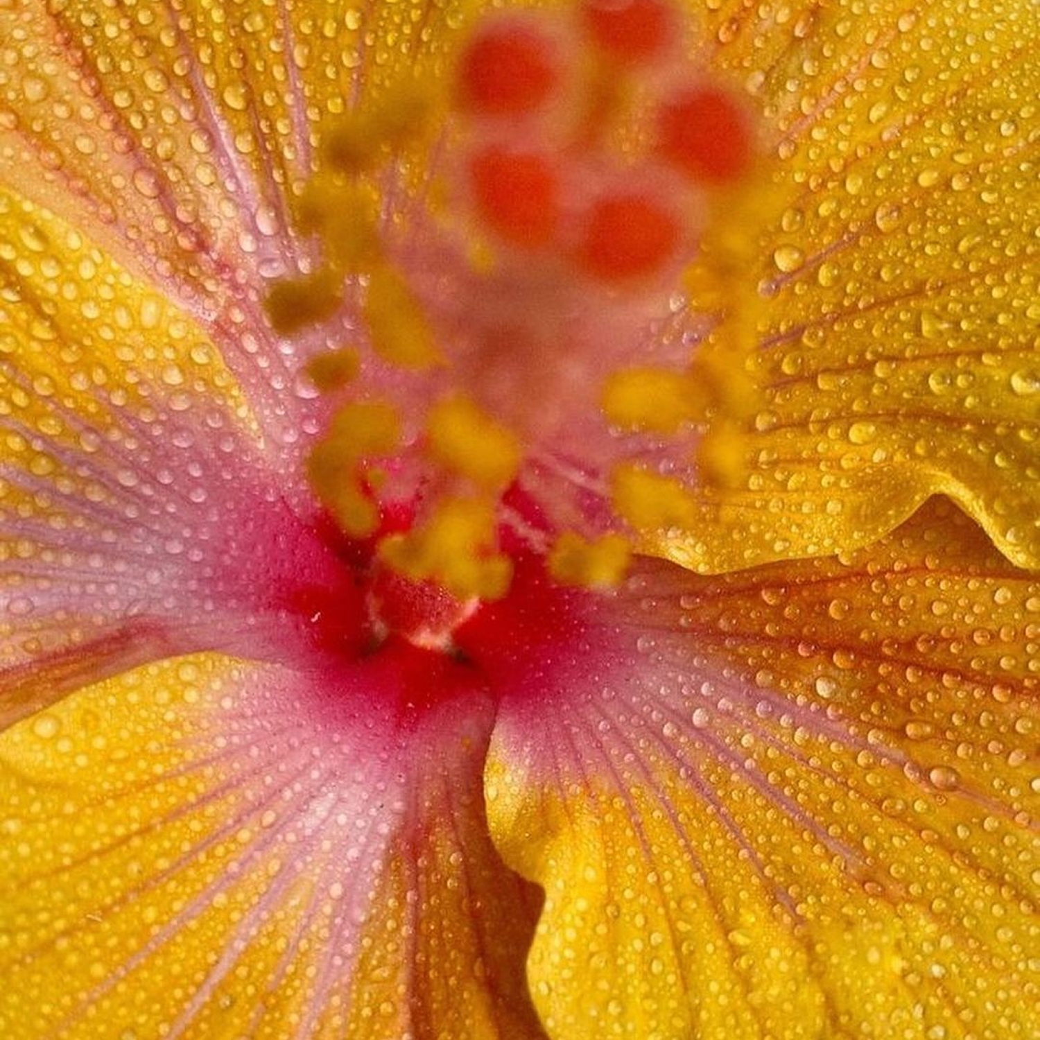 Refreshing flower scent