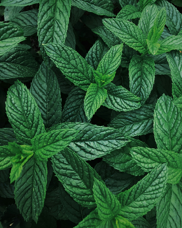 Mint scent, activating aroma, fresh boost in gym