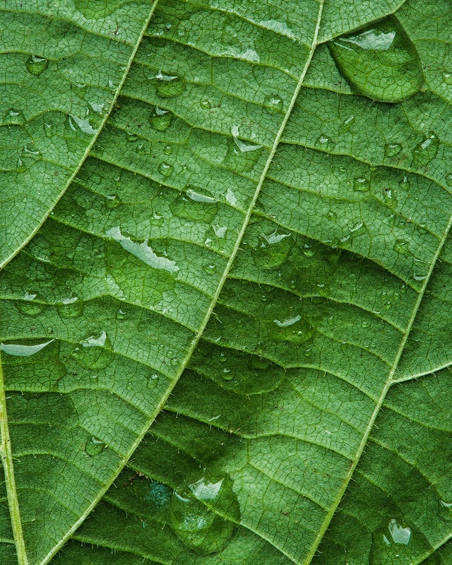 Green leaf detail, fresh scent, motivating environment