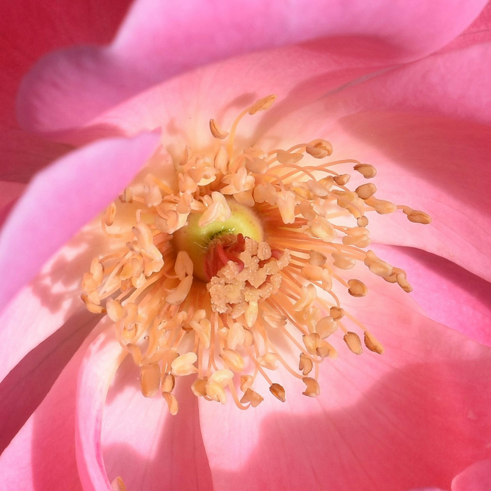 Close-up of a blooming rose – a natural scent that evokes warmth, elegance, and calm.