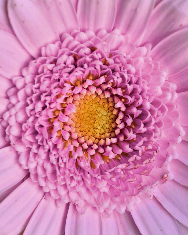 Pink flower in soft focus representing floral scent notes often used in restaurant scent marketing for a refined ambiance