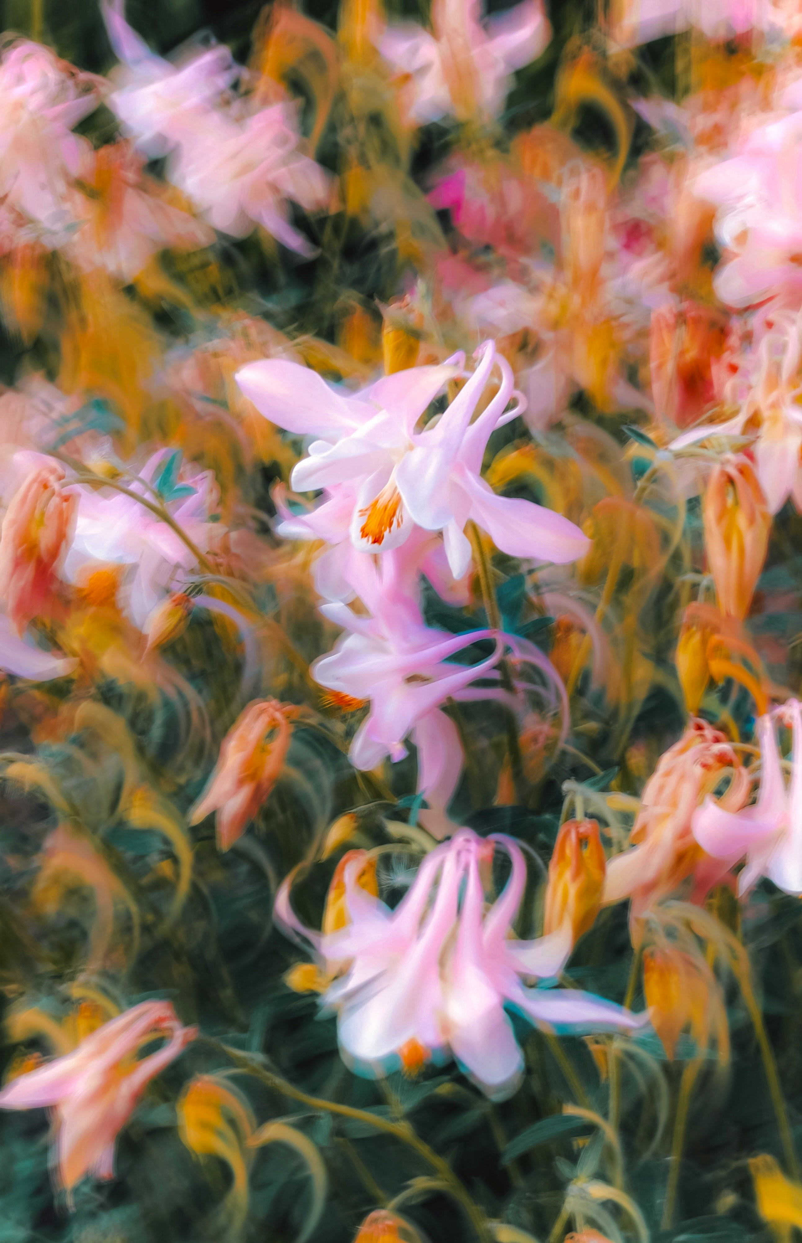 flowers-ambience-scent-2