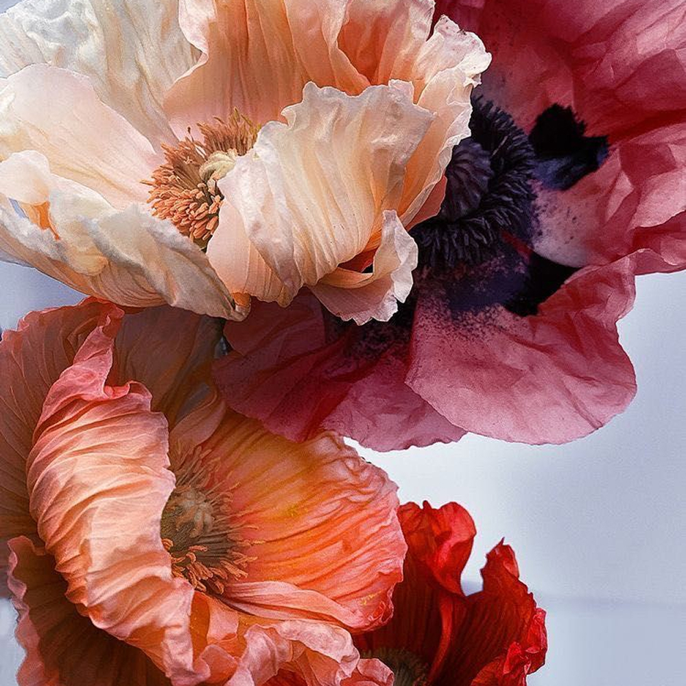 flowers-office-scent