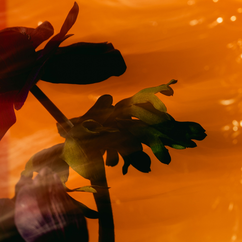 Detail of natural ingredient for luxury scent experience in hair and beauty salons