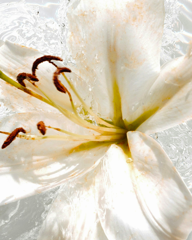 Jasmine ingredient in scent collection for fresh scents.