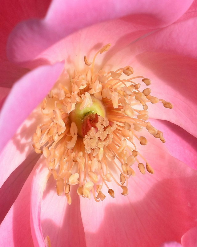 Rose scent ingredient, delicate floral scent