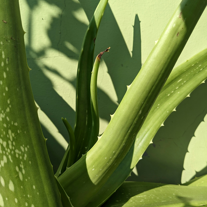 Aloe Vera