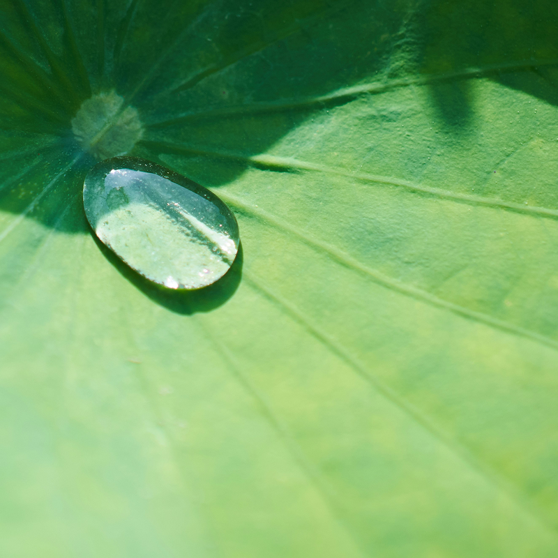 Eucalyptus & Peppermint