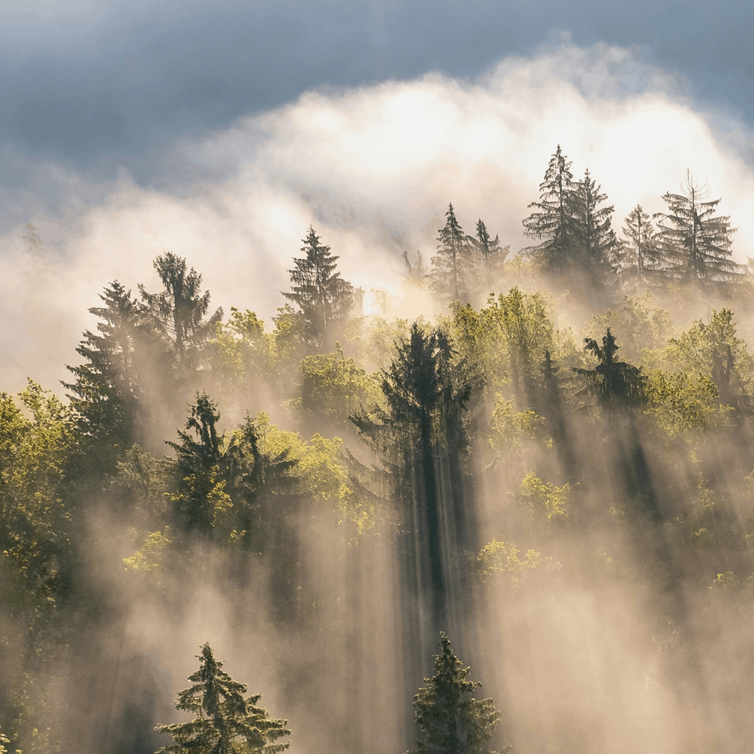 Forest Mist