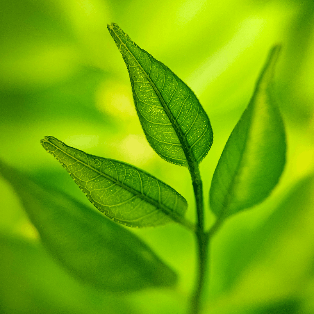 Green Tea Lovers