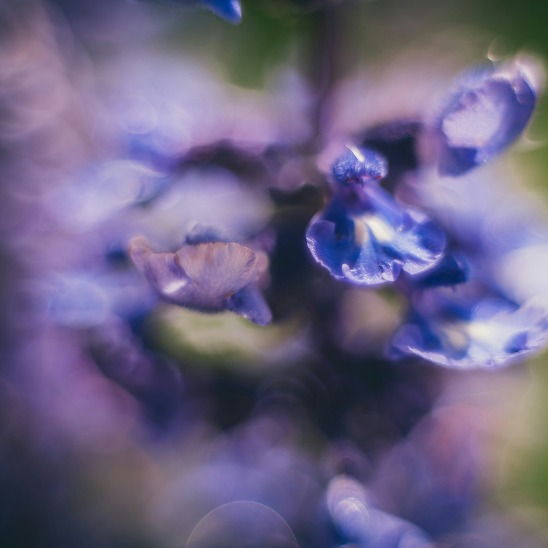 Lavender & Eucalyptus