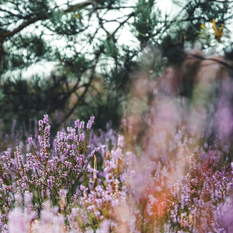 Lavender & Pine