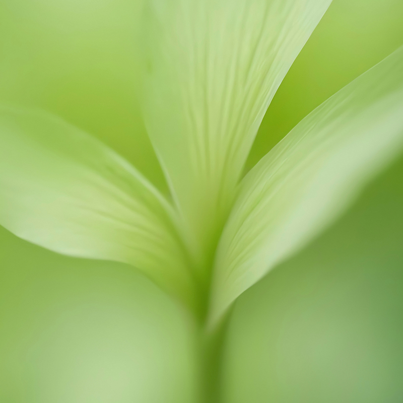 Melissa & Eucalyptus