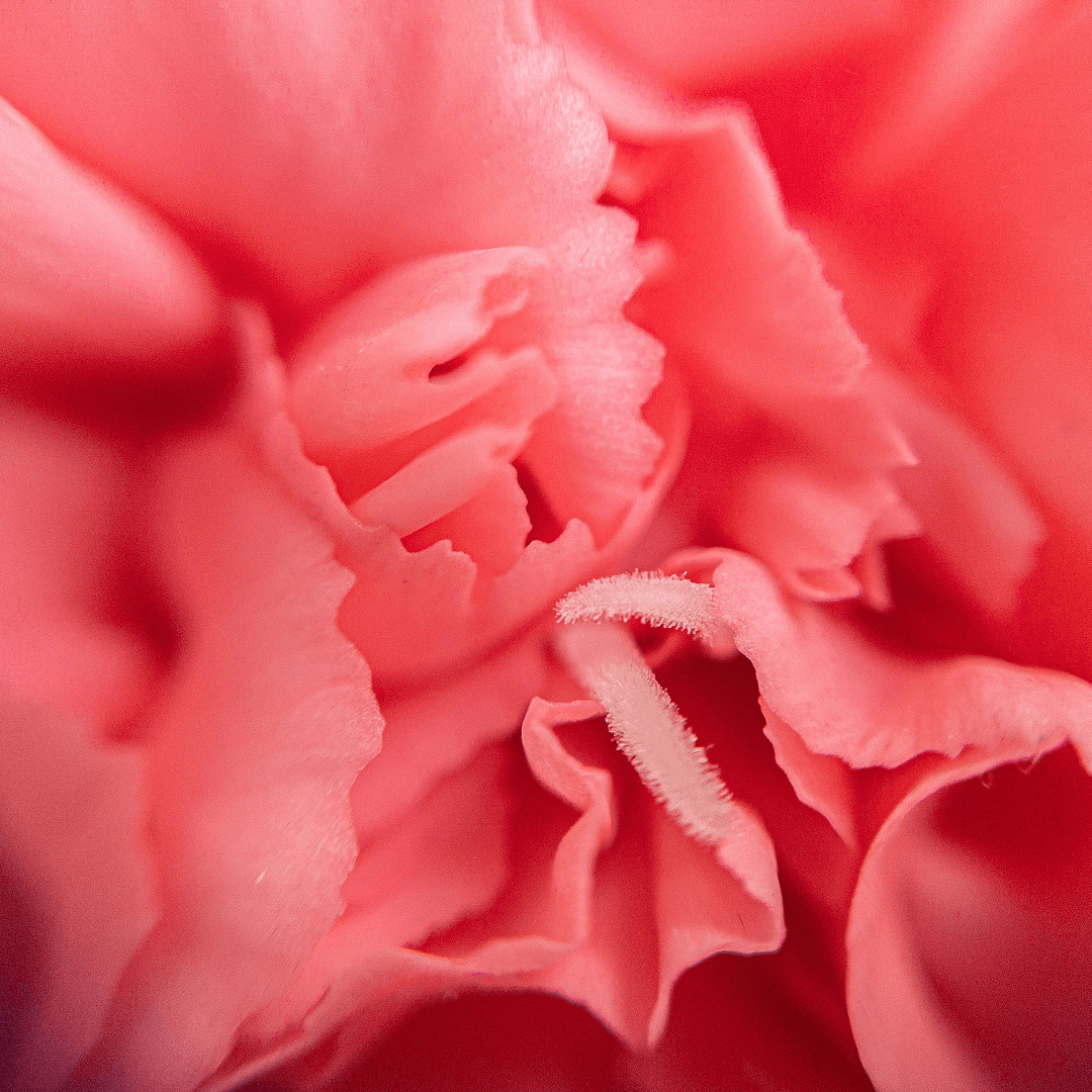 Olabloom