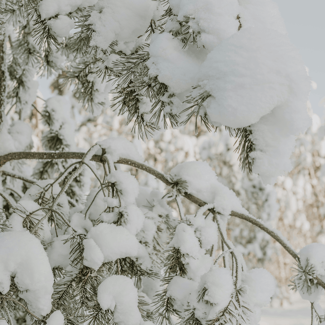 Winter Forest