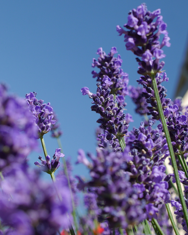 Bouquet of lavender spreading calming scent for peaceful atmosphere