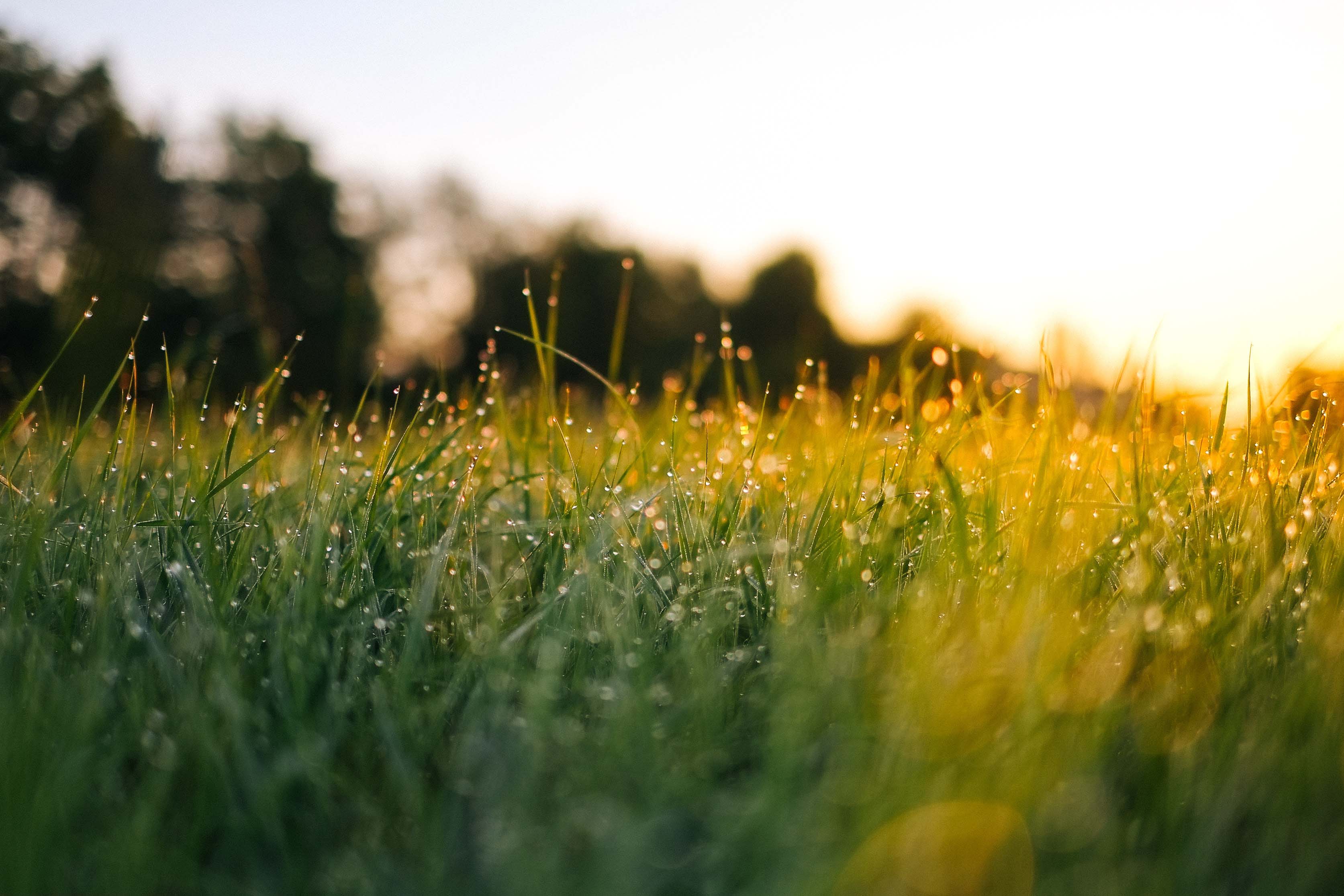 Fresh Cut Grass