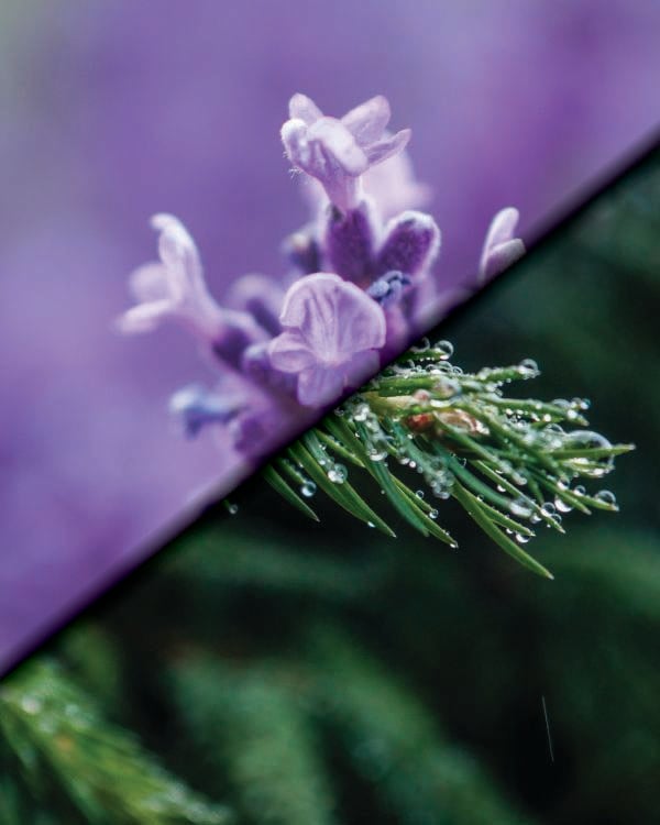 Lavender & Pine