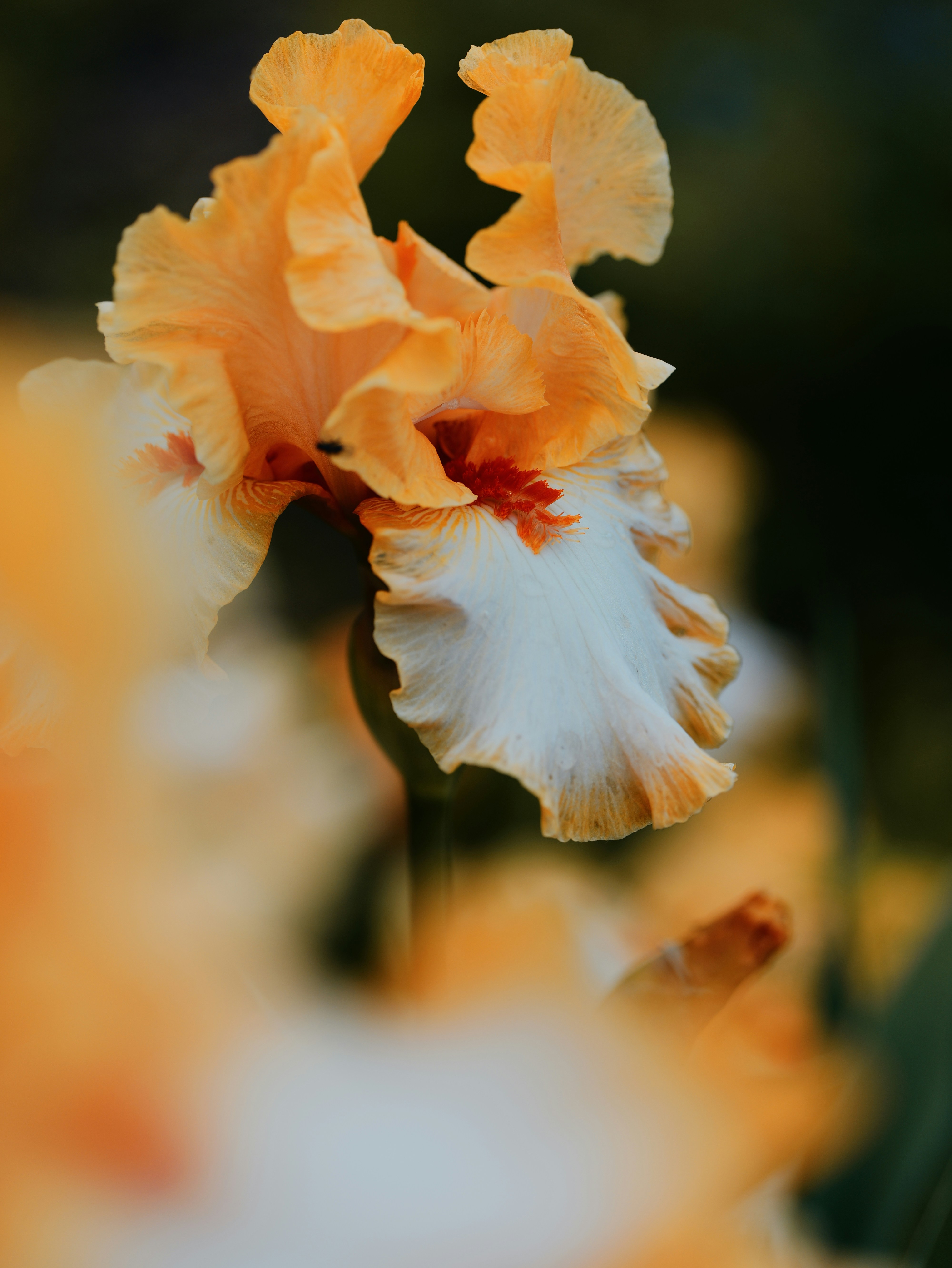 Celebrate the best of autumn with scent