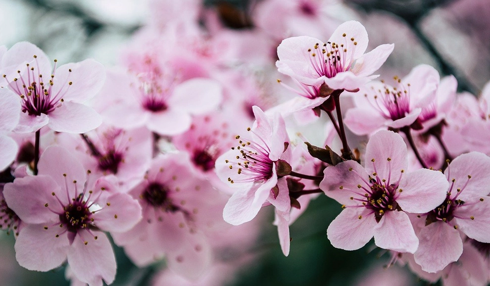 Holen Sie sich den Frühling ins Haus: Die Macht des Duftmarketings