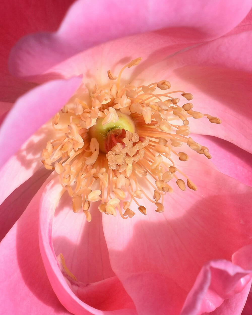 Close-up of a pink flower symbolizing the floral scent notes in Maison, a signature retail fragrance.