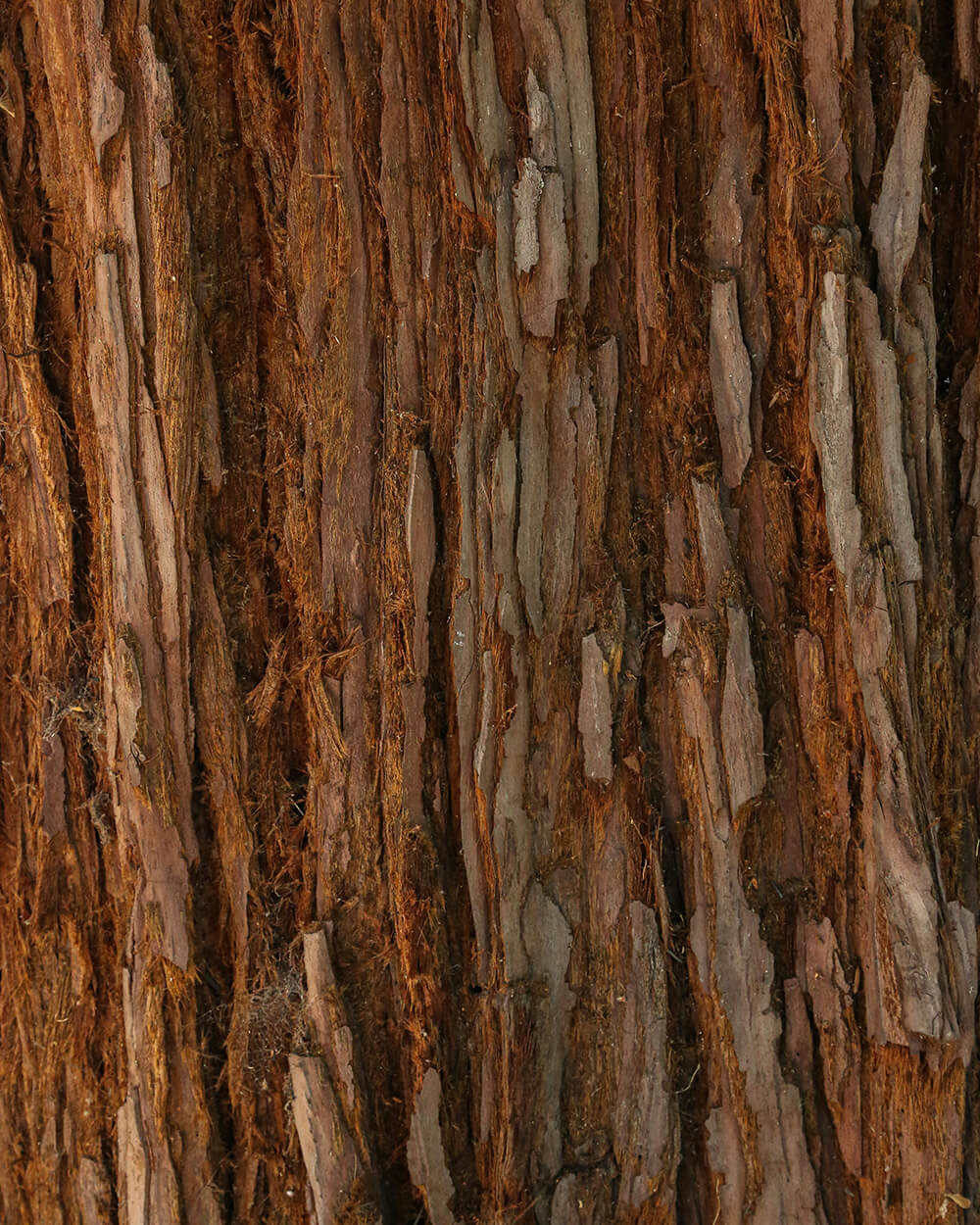 Detail of wood grain representing warm woody notes like sandalwood used in in-store scenting.
