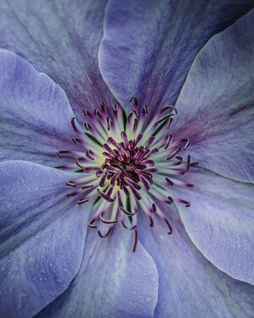Purple flower reflecting the elegant and luxurious violet notes used in retail fragrance experiences.